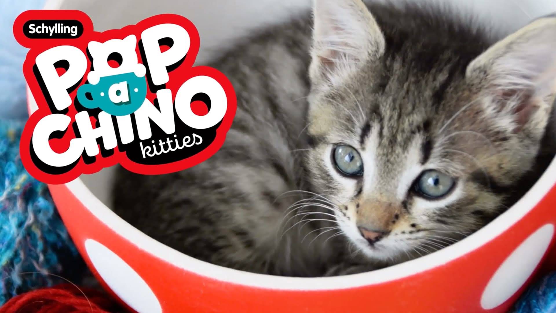 Pop-a-chino Kitties