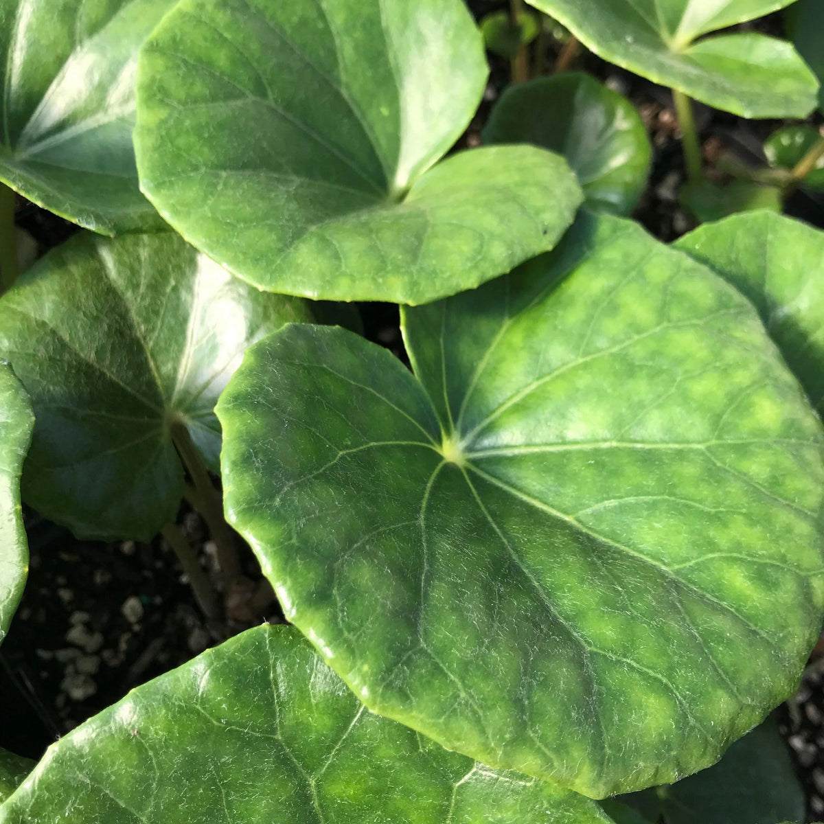 Gigantea Leopard Plant Perennial 10 in Pot - Farfugium japonicum 'Gigantea'
