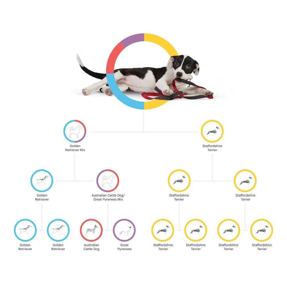 Embark Dog DNA Test Breed Identification Kit