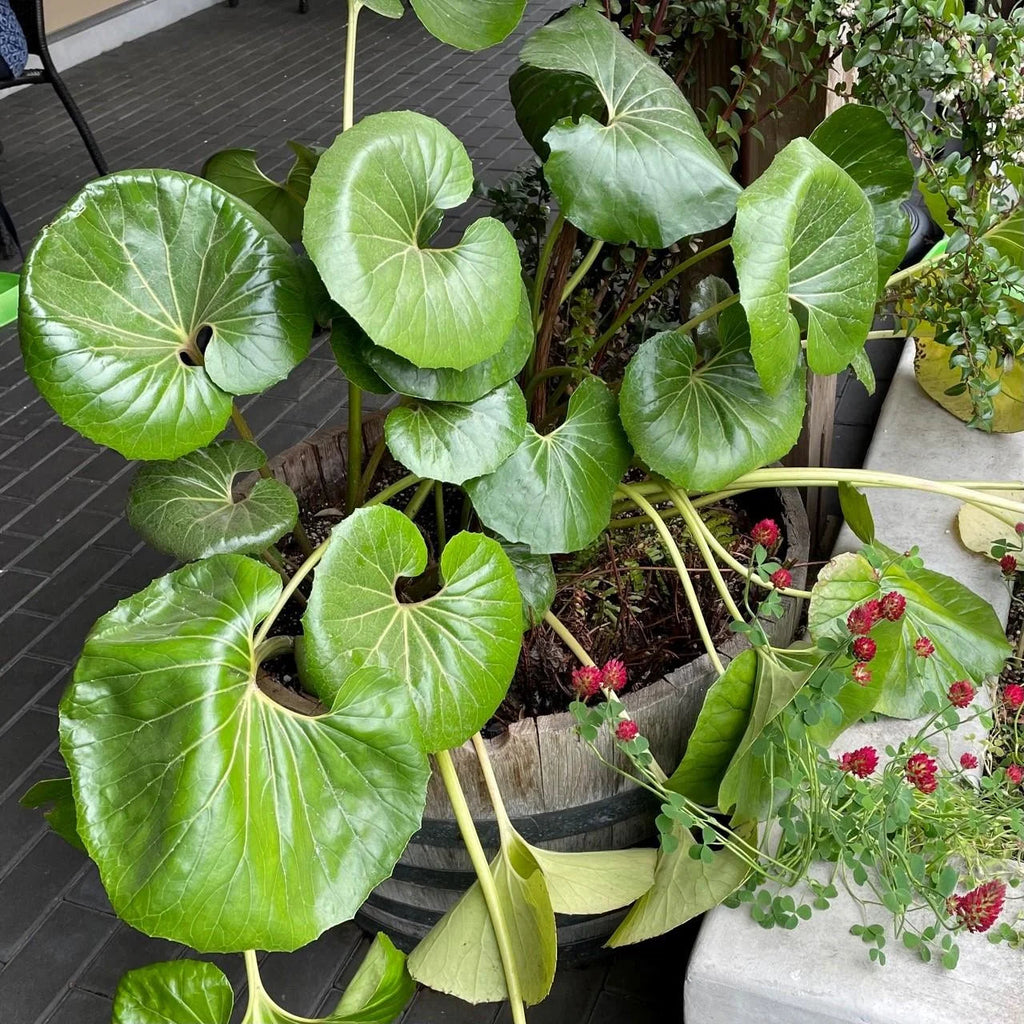 Gigantea Leopard Plant Perennial 10 in Pot - Farfugium japonicum 'Gigantea'