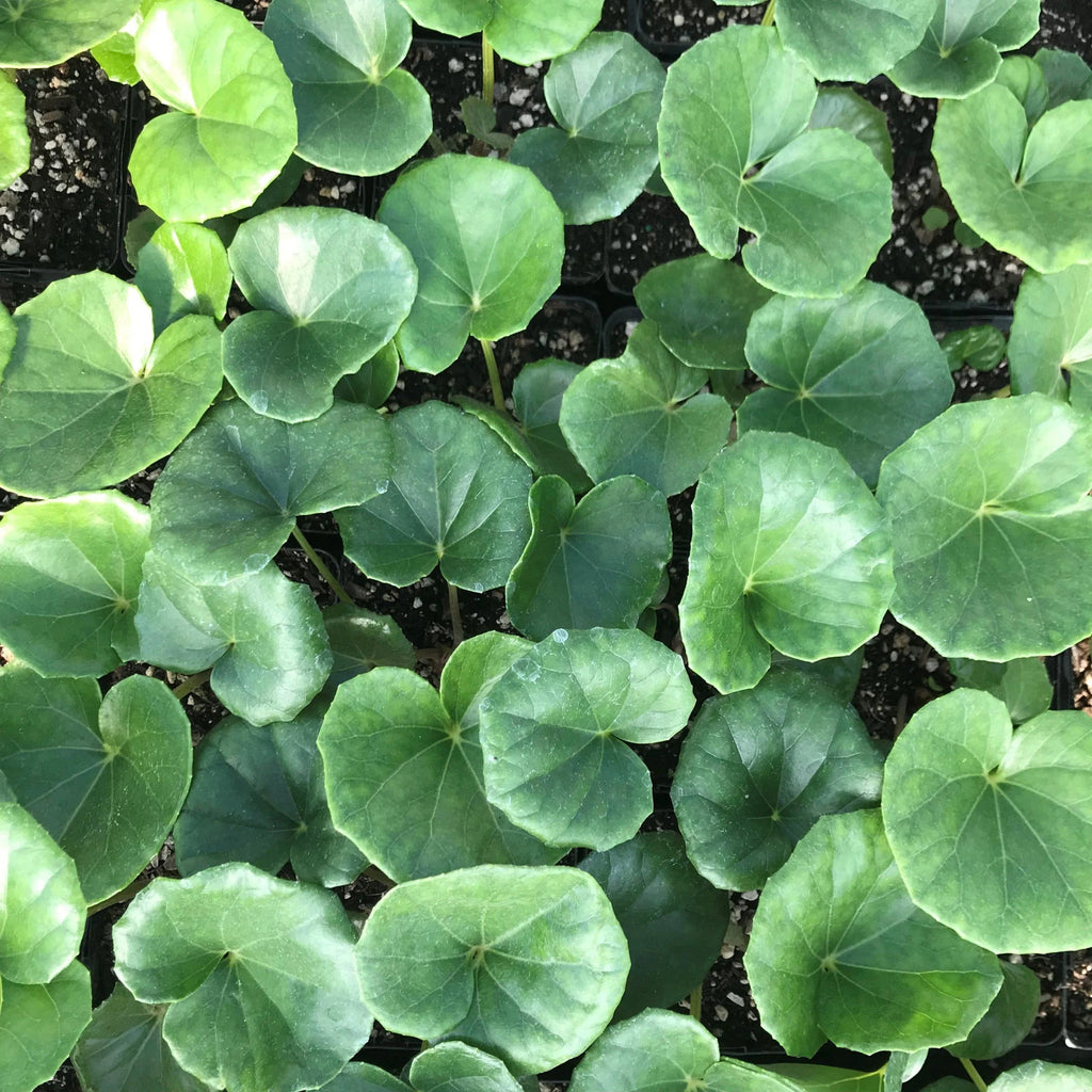 Gigantea Leopard Plant Perennial 10 in Pot - Farfugium japonicum 'Gigantea'