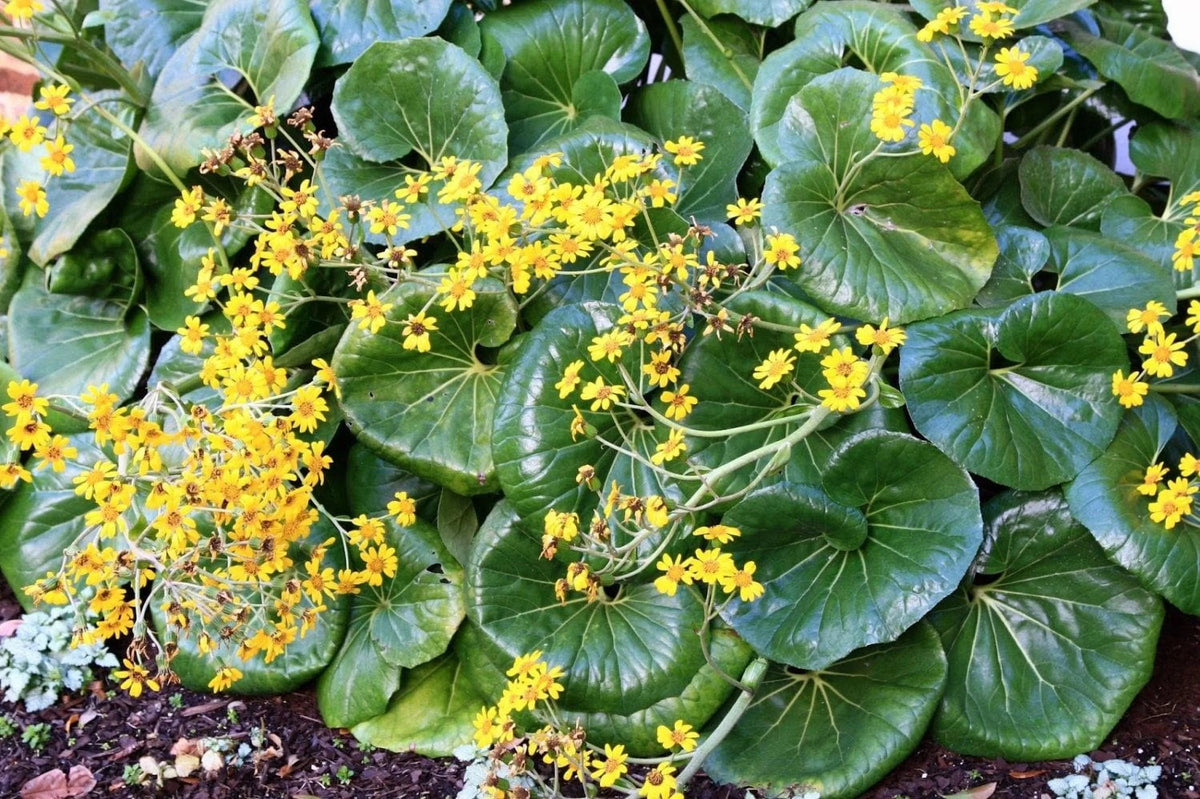 Gigantea Leopard Plant Perennial 10 in Pot - Farfugium japonicum 'Gigantea'