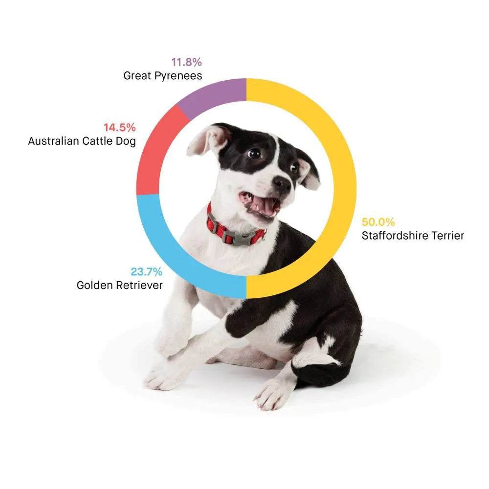 Embark Dog DNA Test Breed Identification Kit