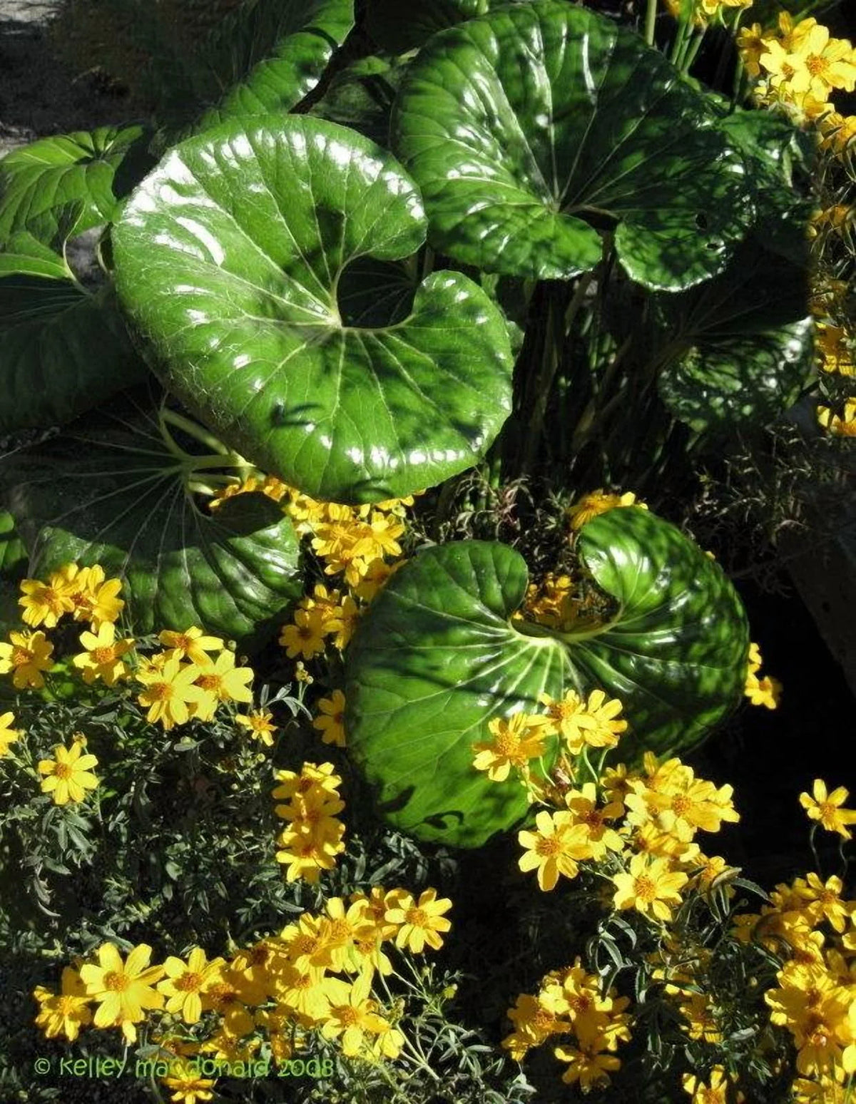 Gigantea Leopard Plant Perennial 10 in Pot - Farfugium japonicum 'Gigantea'