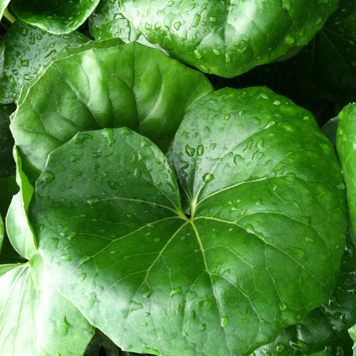 Gigantea Leopard Plant Perennial 10 in Pot - Farfugium japonicum 'Gigantea'