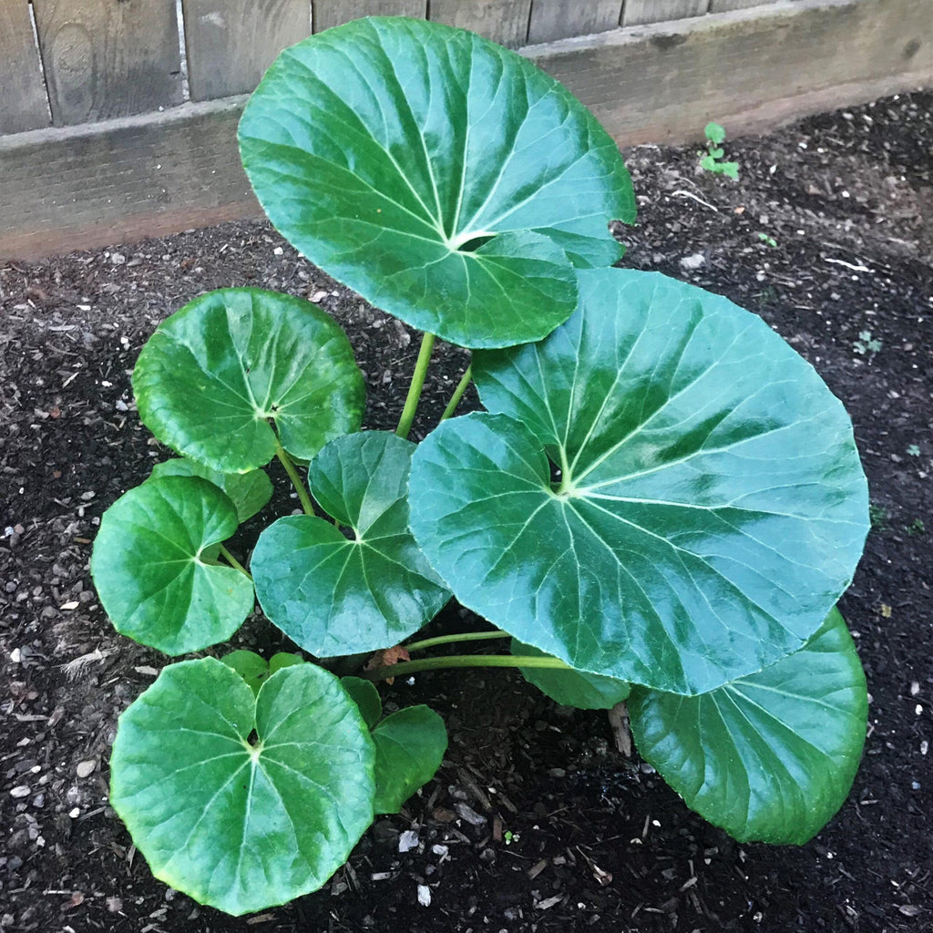 Gigantea Leopard Plant Perennial 10 in Pot - Farfugium japonicum 'Gigantea'