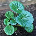 Gigantea Leopard Plant Perennial 10 in Pot - Farfugium japonicum 'Gigantea'