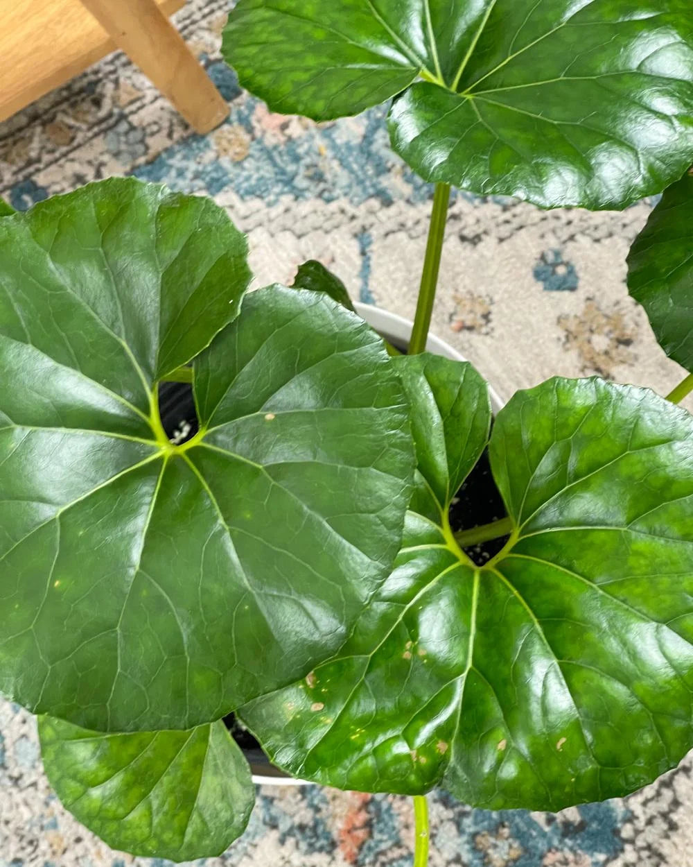 Gigantea Leopard Plant Perennial 10 in Pot - Farfugium japonicum 'Gigantea'