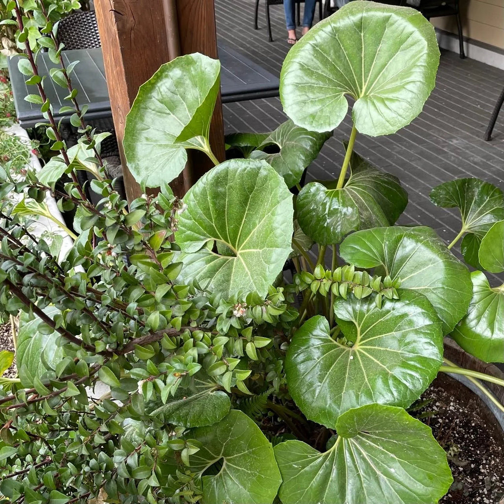 Gigantea Leopard Plant Perennial 10 in Pot - Farfugium japonicum 'Gigantea'