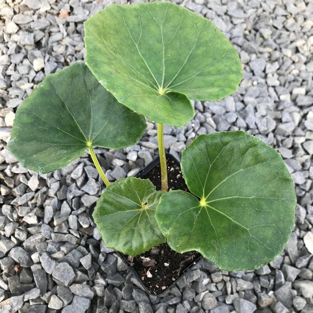 Gigantea Leopard Plant Perennial 10 in Pot - Farfugium japonicum 'Gigantea'