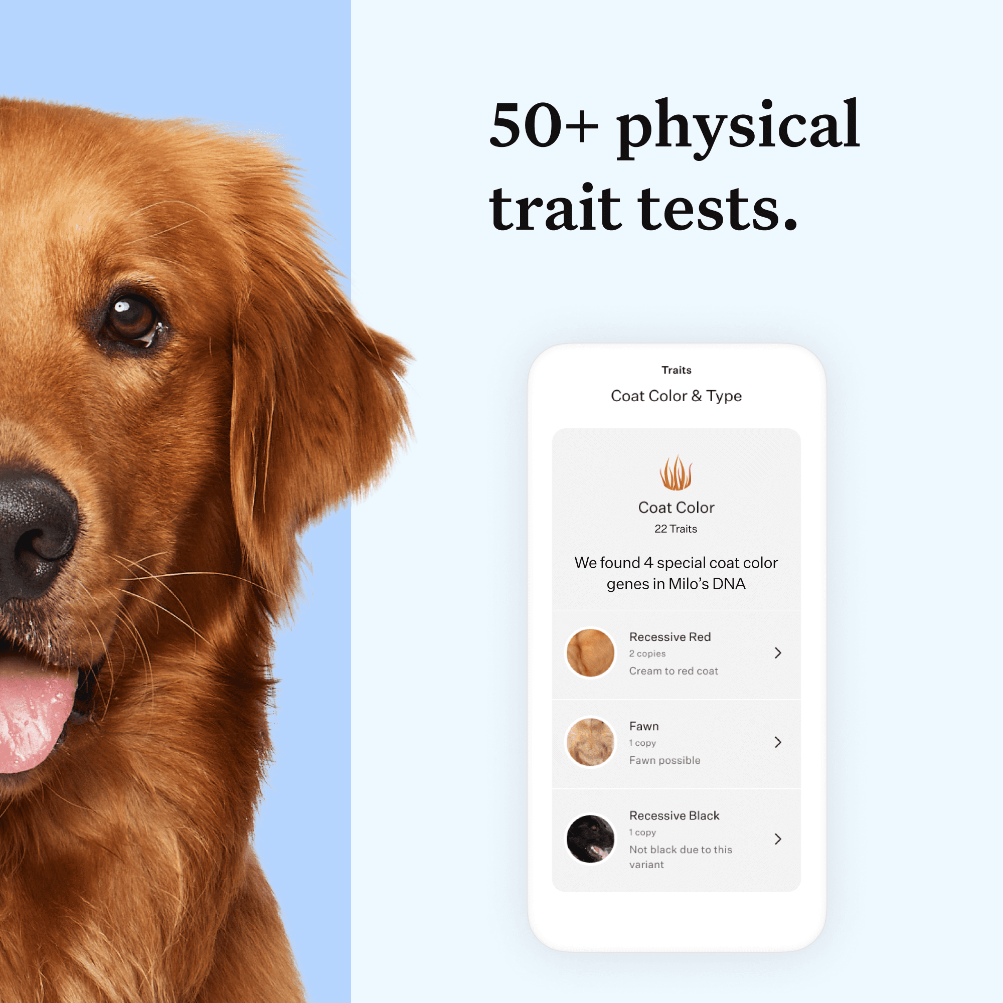 wisdom-panel-essential-dog-dna-test-kitbreed-health-insights-350-breeds-25-medical-conditions-accurate-ancestry-tracing-4526