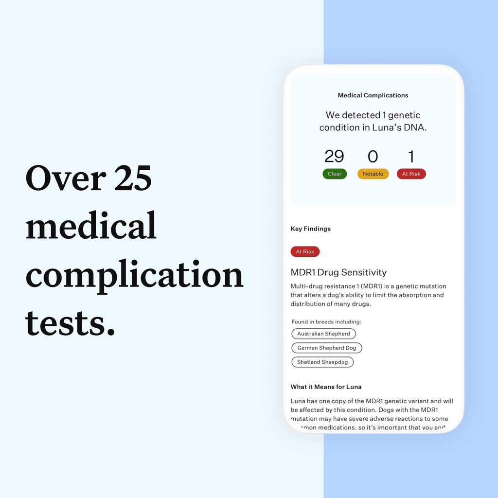 wisdom-panel-essential-dog-dna-test-kitbreed-health-insights-350-breeds-25-medical-conditions-accurate-ancestry-tracing-4526